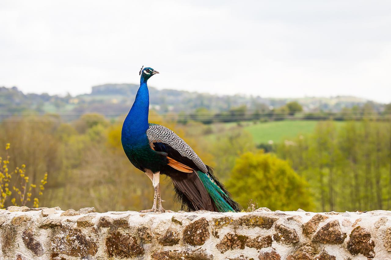 Le Mas Des Roches Proche Puy Du Fou Bed and Breakfast Saint-Paul-en-Pareds Esterno foto